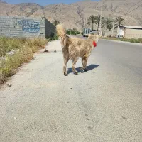 سگ قدرجونی نر