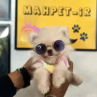 پامرخرسی پامرعروسکی توی پودل مینی شیتزو سگ جیبی