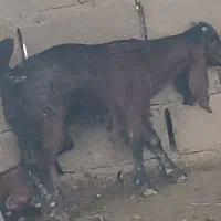 کهره نر شیر مست کبابی