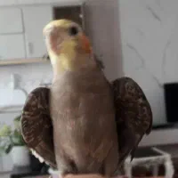 عروس هلندی گم شده در فرادنبه