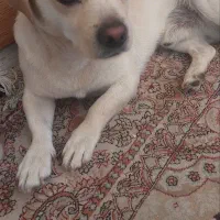 واگذاری سگ نژادلابرادوررتریور