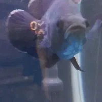 فروش ماهی|ماهی|ماکو, |دیوار