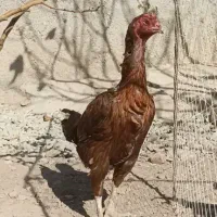 سه عدد مرغ لاری|حیوانات مزرعه|قزوین, |دیوار