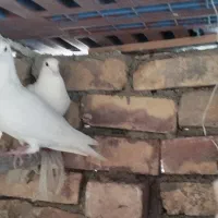 زابل شمار|پرنده|زابل, |دیوار