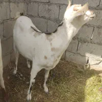 کهر سومال اصل اوس سرگورون