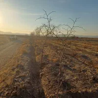 فروش درخت عناب