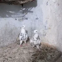 طوقی|پرنده|مسجد سلیمان, |دیوار