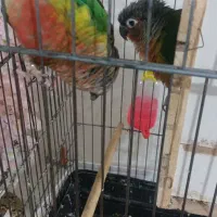 طوطی گیرینچیک نر و ماده سخنگو|پرنده|اسلامشهر, مظفریه|دیوار