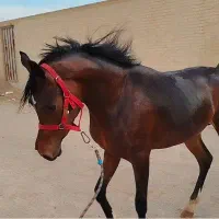 اسب دو سر زیبایی