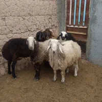 بره، سنگین،تغل