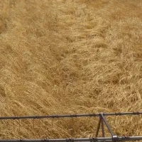 یونجه و کاه