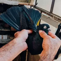 نر آبادانی واکسی پشته صرب فوق درشت وکشیده