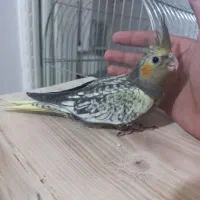 حراج جوجه عروس هلندی