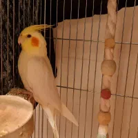 عروس هلندی سینامون و لوتینو