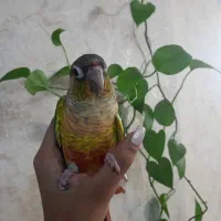 طوطی گرینچیک فول رام رام دستی