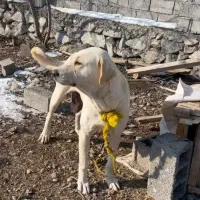 ماده سگ|سگ|فیرورق, |دیوار