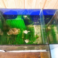 اکواریوم|ماهی|تویسرکان, |دیوار