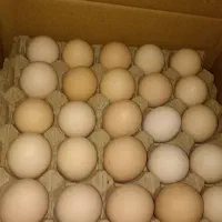 پخش تخم مرغ سیمرغ ،، بومی ،،متفرقه برند آلپ|خوردنی و آشامیدنی|اصفهان, قائمیه|دیوار