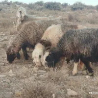 30راس گله میش دوبهر بختیاری ابستن