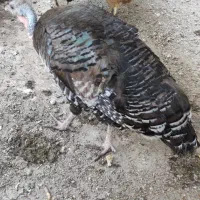 بوقلمون ماده