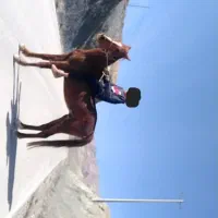 نریان یورقه قد بلند زیبا