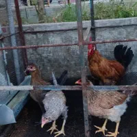 مرغ و خروس محلی