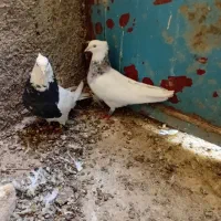 یک جفت طوقی کرمانشاهی|پرنده|پاسارگاد, |دیوار