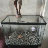 آکواریوم با لوازم