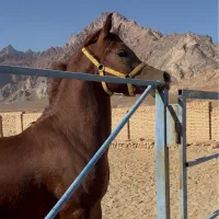 نریان یکسر وارداتی|اسب و تجهیزات اسبسواری|تفت, |دیوار