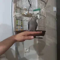 عروس هلندی سخنگو با قفس