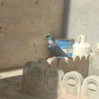 کفتر