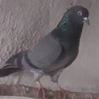 جفت نر  و ماده جوان