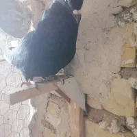 کبوتر|پرنده|مرودشت, گندم‎|دیوار