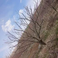 هرس کار|خدمات باغبانی و درختکاری|تکاب, |دیوار