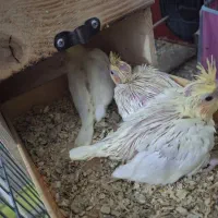 عروس هلندی با جوجه|پرنده|بندرعباس, |دیوار