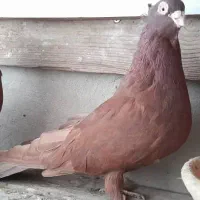 یک جفت صرب نر و ماده عتیقه