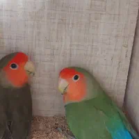 جفت طوطی برزیلی شرط مولد