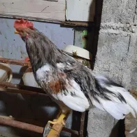 خروس|حیوانات مزرعه|بوشهر, |دیوار