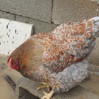 جوجه ویاندوت
