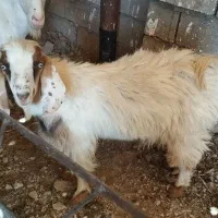 میش وبزعاله