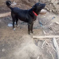 توله هشت ماهه سرابی