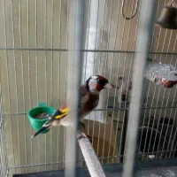 سهره خوش صدا میخونه با هرنگاه