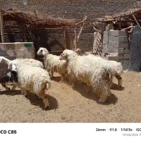 میش و بره و قوچ