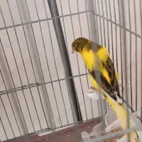 قناری یکسر|پرنده|مشکین‌دشت, |دیوار