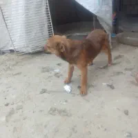 سگ  پاکوتاه