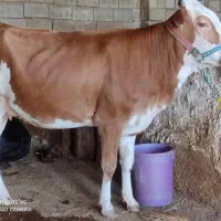تلیسه سیمینتال ۸ماه ابستن گاو، گوساله|حیوانات مزرعه|کرمانشاه, |دیوار