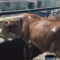 گاو گوساله|حیوانات مزرعه|چمستان, |دیوار