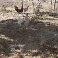 چهارعددخروس گلین اصل