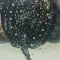 آروانا،سفره ماهی آکواریوم گلدفیش|ماهی|ملایر, |دیوار