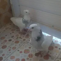 کفتر خوب قیمت خوب|پرنده|کوهدشت, |دیوار